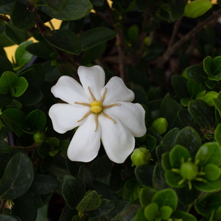 Expert Gardener Hardy Daisy Gardenia (2.5 Gallon) Evergreen Shrub