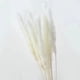thumbnail image 1 of 10 cañas de hierba de pampa natural seca, decoración de hierba de pampa, ramo de flores secas (blanco), 1 of 5