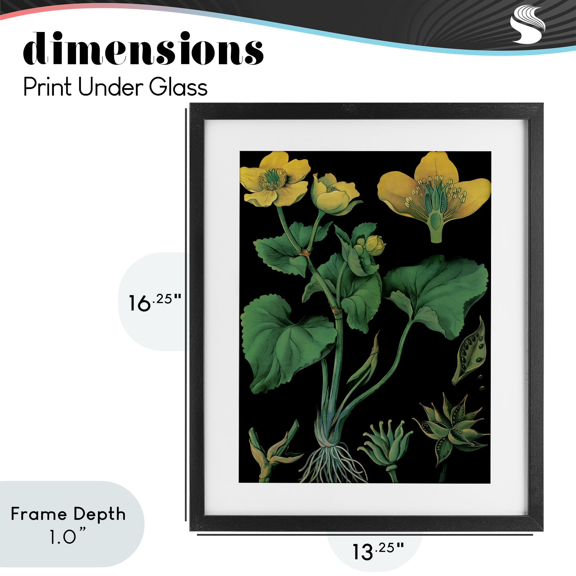 Stupell Industries Marsh Marigold Illustration Study Black Framed Print Under Glass, design by Vintage Hustle