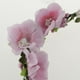 thumbnail image 3 of Elegante Para El Cabello Floral Diadema Para El Cabello Banda Para El Cabello Decoración De Cabello Y Accesorios De Fotografía Yuyangstore Guirnalda de frente de boda, 3 of 8