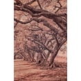 thumbnail image 2 of Eggers, Terry 11x14 White Modern Wood Framed Museum Art Print Titled - USA-Hawaii-Kauai-Infrared Island of rows of trees on Kauai, 2 of 4