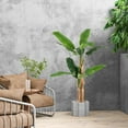 thumbnail image 4 of Costway 2 PCS 5.5 FT Tall Artificial Banana Tree with 10 Large Leaves Double Stalks Natural Bark, 4 of 9