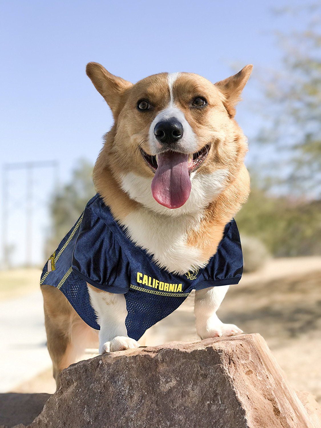 Pets First Collegiate Cal Berkeley Golden Bears Football/Basketball Mesh Jersey for Pet Dog. available in 40+ Teams - Extra Small