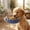 Blue, variant on NWOKYZGH 1Pc Crate Bowl, Removable Stainless Steel Hanging Pet Kennel Cage Bowl Food & Water Feeder Coop Cup for Puppy,,, Guinea Pigs Ferret Bird