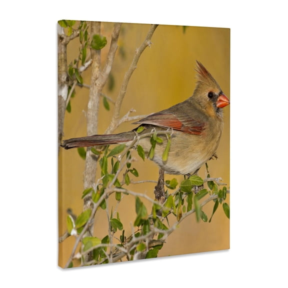 3dRose, Northern Cardinal female bird perched on branch - US44 LDI0562 - Larry Ditto, Museum Grade Canvas Wrap 8x10