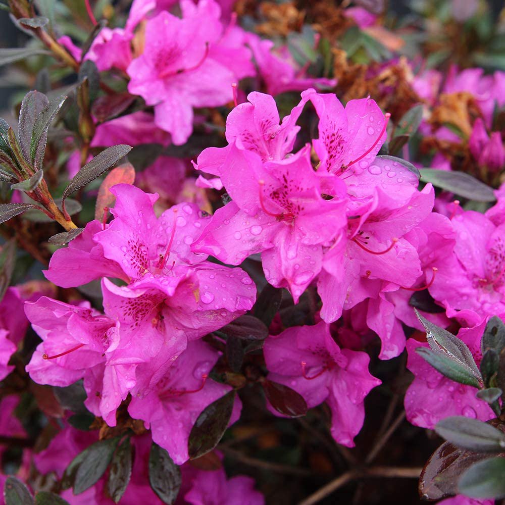 3 Gal. Formosa Azalea - Luxorious Blossoms - Walmart.com - Walmart.com