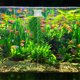 thumbnail image 4 of Nestingho 2Ud Clips Separadores Para Acuario Con Ventosas Transparentes De Acrílico Duradero Para Peceras, 4 of 8
