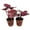 2 Plants, variant on Red Kiss Begonia - Live Starter in a 2 Inch Pot - Begonia Rex 'Red Kiss' - Extremely Rare and Beautiful Vining Indoor Houseplant - Air Purifying