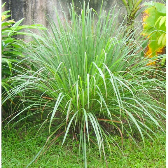 Pack 2 Lemongrass Plants Well Rooteds Lemon Grass Herbs Cymbopogon Citratus Plugs 4-7"Tall, No Leaves