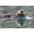 thumbnail image 2 of Sea Otter Swimming In Glassy Calm Green Water With Reflection Prince William Sound Southcentral Alaska Winter, 2 of 2
