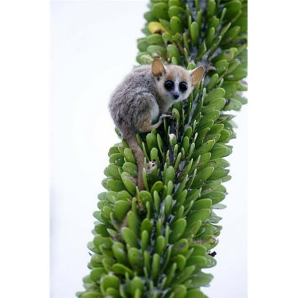 Close Up Of A Grey Mouse Lemur Microcebus Murinus On A Tree Berenty Madagascar Poster Print By 16 X 24 Walmart Com Walmart Com