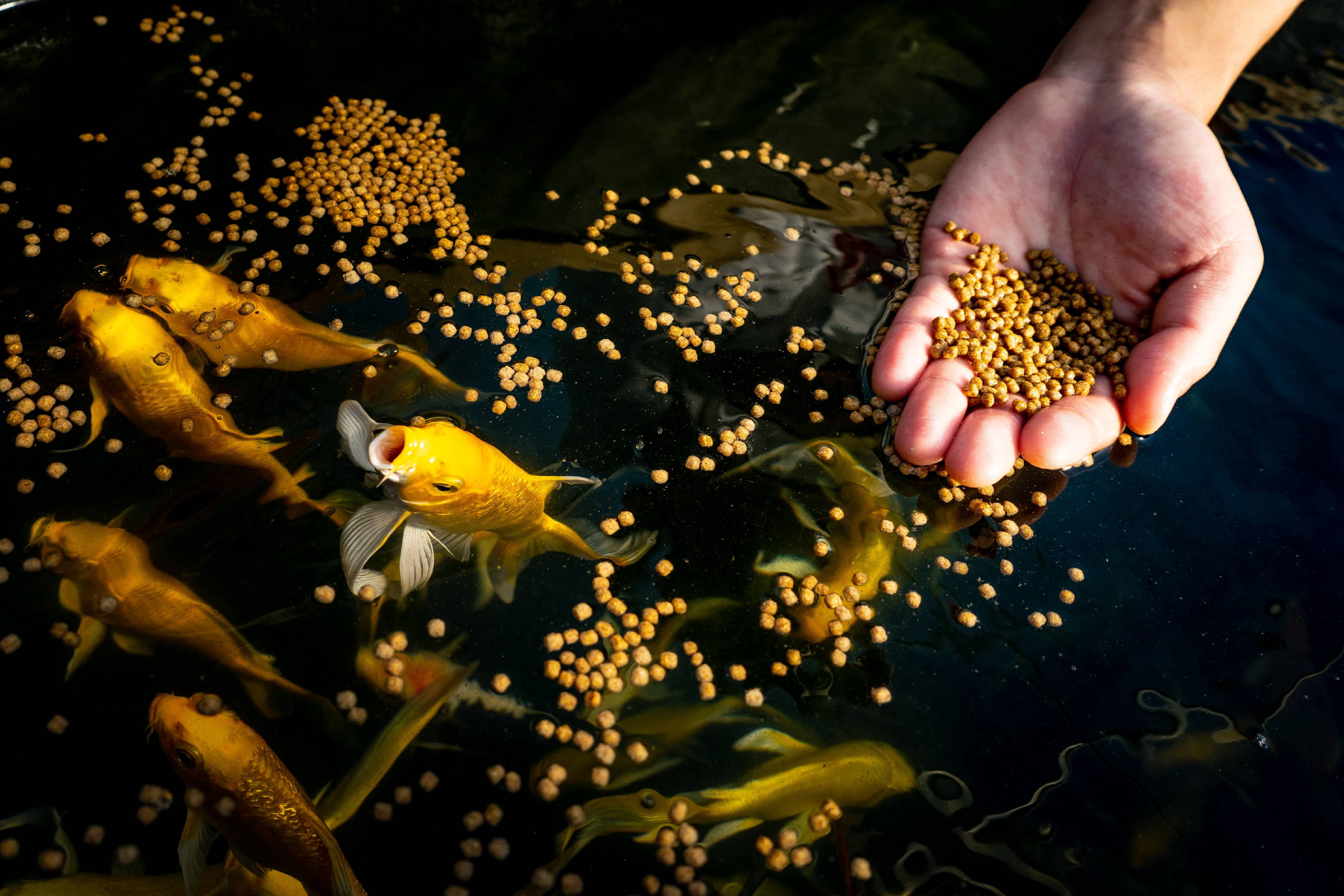 Blue Ridge Koi Fish Food 5lb - Koi Food 3/16” Large and Mini Blend Growth Formula, Goldfish Food, Premium Fish Food for Ponds, Ponds Fish Food, Floating Pond Pellets