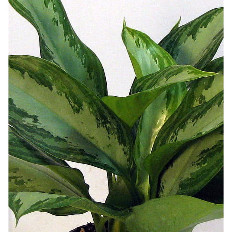 BJ Freeman Chinese Evergreen Plant - Aglaonema - Low Light - 4" Pot