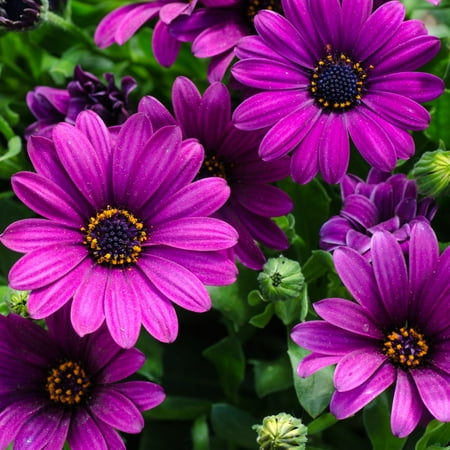 2 Daisy Plants, Purple African Daisy Flower Plants, Osteospermum Plants In 4 Inches Pot