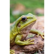 Hi-Line Gift White's Tree Frog, Green
