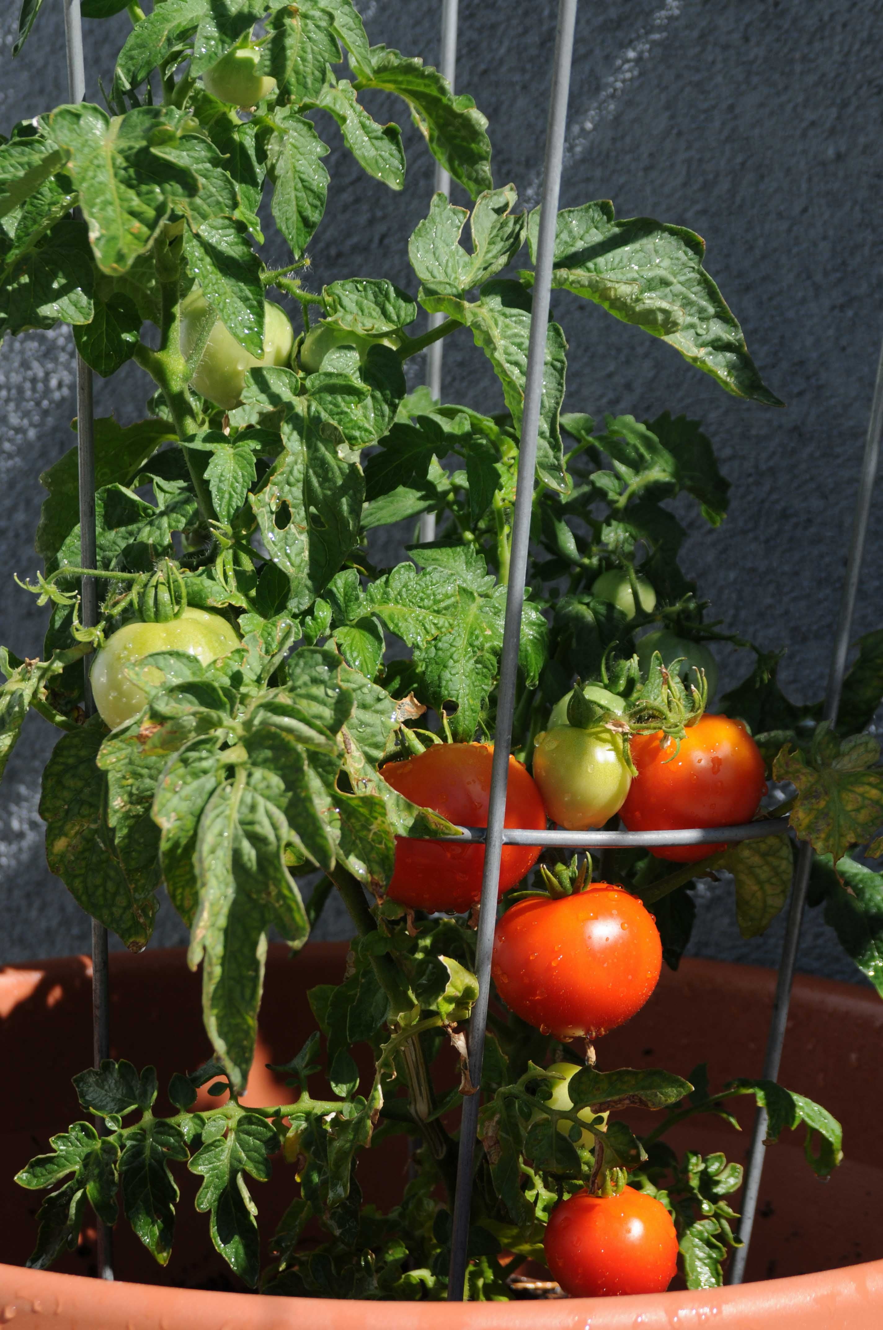 Glamos Wire 42 inch Tomato Cage 10 Pack Plant Support for Tomatoes, Peppers, and Vegetables
