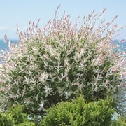 8 in. Hakuro Nishiki Willow Tree