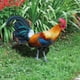 thumbnail image 1 of Letrero de Gallo para Jardín, Acrílico, para Exteriores, Jardín, Decoración de Jardín, Tarjeta de Inserción, Animales de Jardín A, 1 of 10
