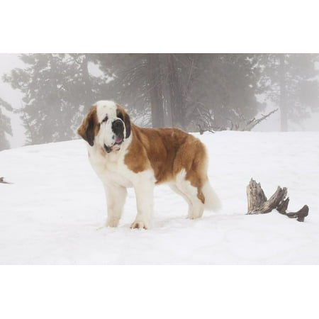 Saint Bernard in Snow by Coniferous Trees, Foggy Mountains of Southern California, USA Print Wall Art By Lynn M. (Best Mountains In Southern California)
