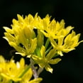thumbnail image 5 of Garden Gem Mixed Flower Collection, 100 Bulbs - Featuring 4 Varieties of Yellow, Blue, White & Purple Flowers, 5 of 9