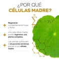 thumbnail image 4 of Vitasei | Serum Facial Noche con Células madre y Colágeno de 30 ml | Hidro renovador celular | Piel Rejuvenecida, 4 of 7