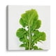 thumbnail image 1 of Cuadro decorativo - Arugula, Chef Capellini 90x90 Canvas Lab Alimentos, Cocina (comida y bebidas),, 1 of 2