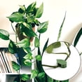 thumbnail image 3 of 30 Pieces Plant Climbing Wall Fixture Clips with 36Pieces Acrylic Adhesive Sticker Plant Fixer Invisible Wall Vines Fixing Clips Self-Adhesive Hook Plant Vine Traction for Indoor Outdoor Decoration, 3 of 8