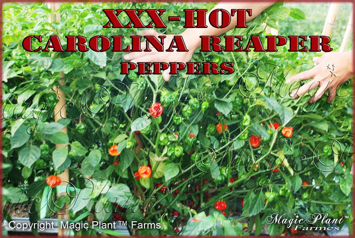 Carolina Reaper Powder / Carolina Reaper Pepper(1lb) Hottest Chili Powder