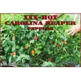 thumbnail image 3 of Carolina Reaper Powder / Carolina Reaper Pepper(1lb) Hottest Chili Powder, 3 of 4