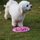 thumbnail image 5 of Comedero interactivo lento para perros de 3 uds, el mejor cuenco divertido para perros con alimentador lento, antitrago, tapón para tragar, estimulación Mental-24,5*18cm, 5 of 5