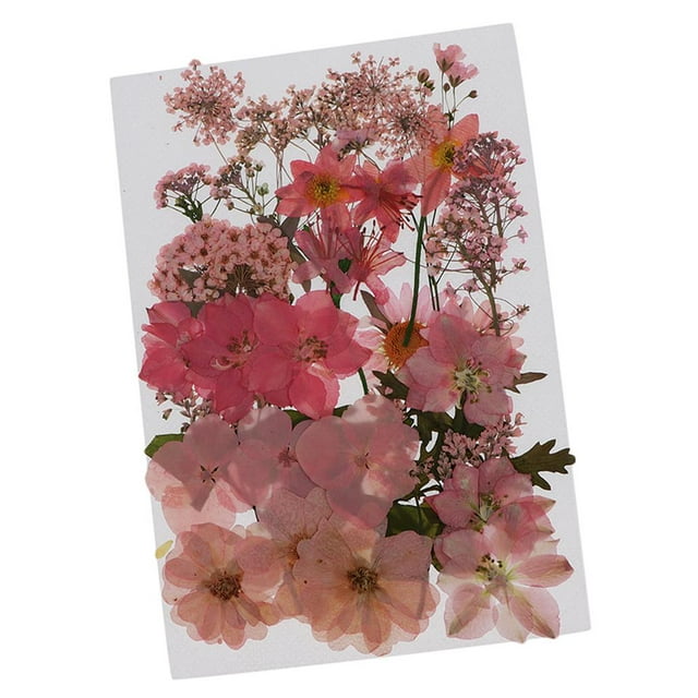 KLKCMS Mixed Multiple Real Dried Pressed Flowers Colorful Leaves Flower Petals for DIY Pink