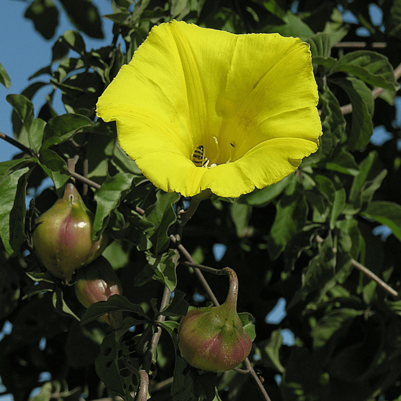 30 Yellow Morning Glory Seeds