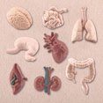 thumbnail image 3 of 8Pcs/Set Organ Model Toy PVC Brain Lungs Small/Large Intestine Stomach Solid Model Early Learning Educational Toy Simulation Heart Model Human Body Science Toys Children Toy Gift, 3 of 10