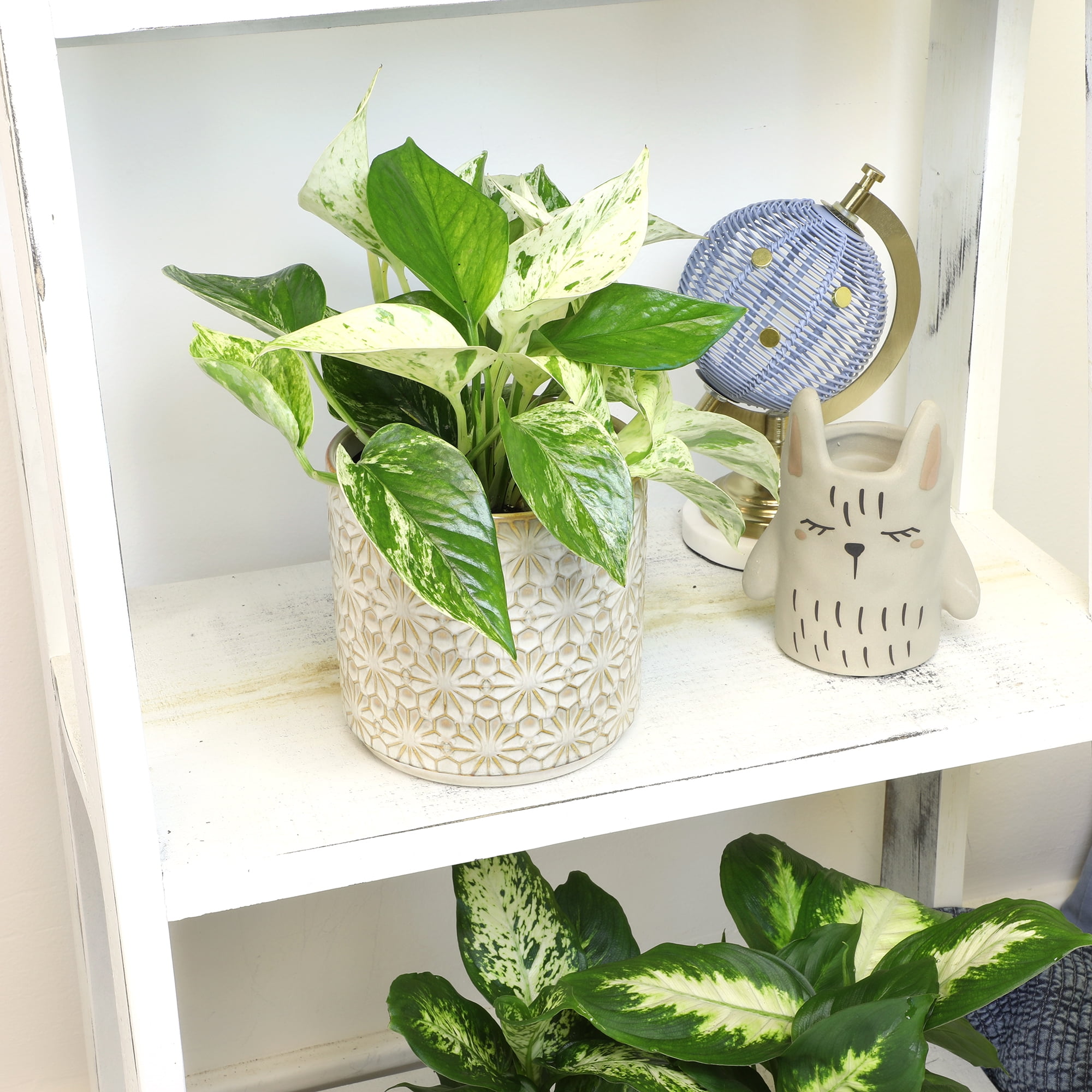 a prayer plant Red Prayer Plant - Maranta