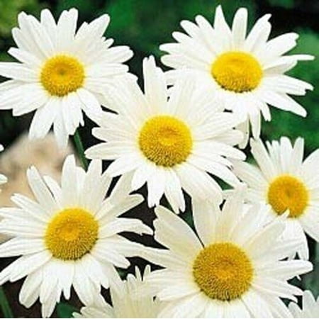 - Shasta Daisy Alaska Nice Garden Flower 6,000 Seeds