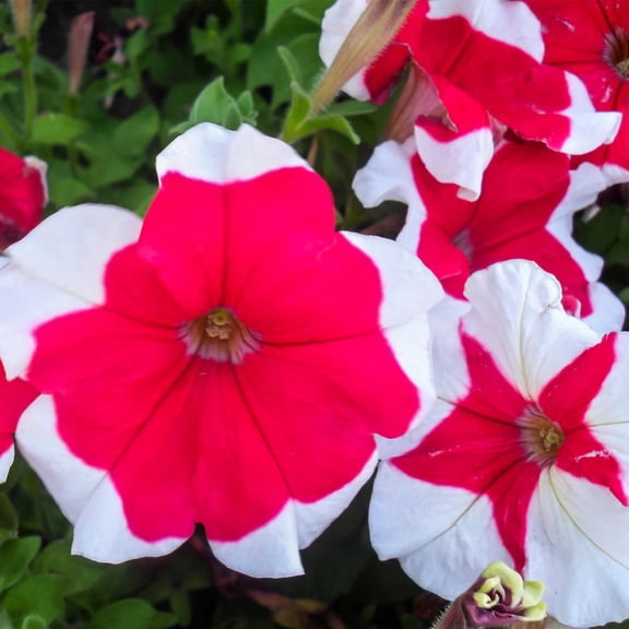 Petunia - Hulahoop Series Flower Garden Seed - 1000 Pelleted Seeds - Rose Blooms - Annual Flowers - Single Grandiflora Hula Hoop Petunias