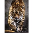 thumbnail image 2 of Rompecabezas Jaguar Clementoni 1000 piezas, 2 of 2