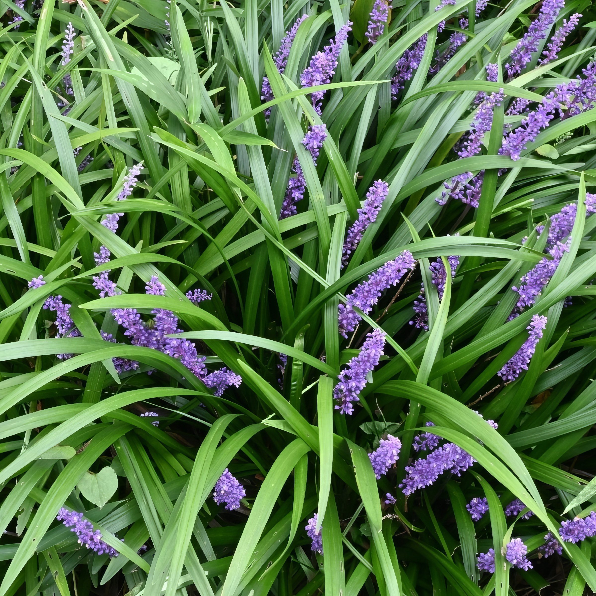 National Plant Network 1 gal. Liriope Big Blue Grass