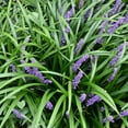 thumbnail image 6 of National Plant Network 1 gal. Liriope Big Blue Grass, 6 of 10