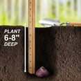 thumbnail image 6 of Garden State Bulb Giant Mixed Hyacinth Flower Bulbs, 15/16cm, Fragrant (Bag of 50), 6 of 8