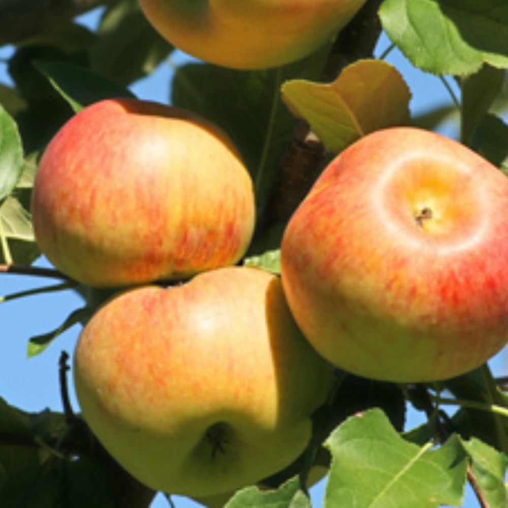 Expert Gardener 1-2 ft. tall Jona Gold Apple Live Tree in 1- Gallon Grower Pot