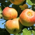 thumbnail image 3 of Expert Gardener 1-2 ft. tall Jona Gold Apple Live Tree in 1- Gallon Grower Pot, 3 of 6