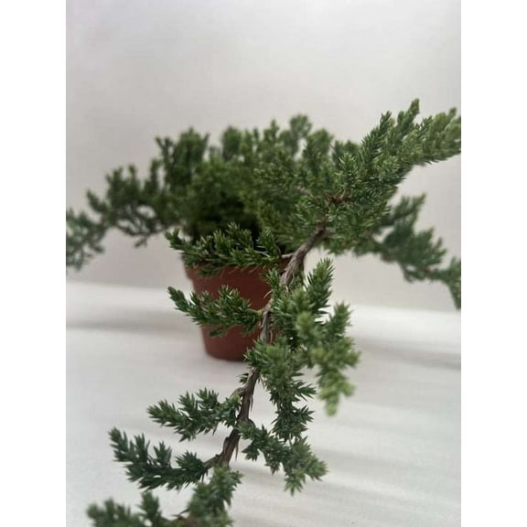 Bonsai Juniper Live Plant for Indoor | Different Houseplants in 4'' & 6'' Pot | Real House Plant Decor for Living Room, Office, Desk & Bathroom | Ficus microcarpa compacta | Chinese banyan