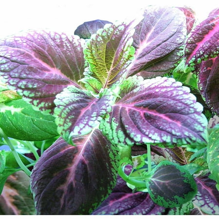 Miracle-Gro AeroGarden Colorful Coleus Seed Pod Kit (7-Pod)