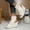 White, variant on Cutout Wedge Ankle Boots for Ladies Fashion Open Toe Platform Booties with Adjustable Ankle Buckle Comfy Breathable Sandal Boots