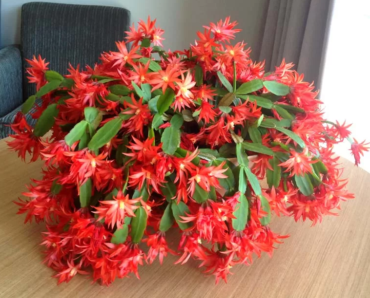 Red Easter Cactus Plant Live for Planting, Easter Cactus Flower Plant for Indoor Outdoor 4 to 6 Inch Tall