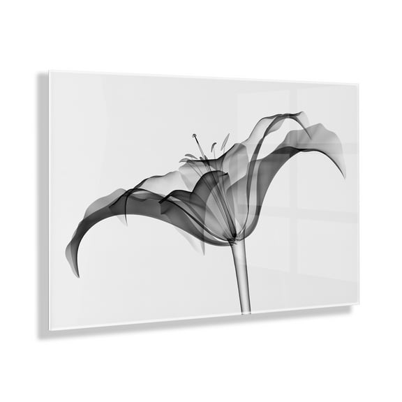 Kate and Laurel Lily X Ray Floral Floating Acrylic Art by The Creative Bunch Studio, 23x31, Decorative Black And White Flower Art for Wall