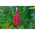 thumbnail image 4 of Red Lupine Seeds/Annual/ Full Sun/140 Seeds 1/8 oz-  Zellajake Farm and Garden - B261, 4 of 5