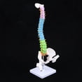 thumbnail image 1 of Vertebral de Anatomía con Modelo de de Pelvis Y Fémur - Ornamento de Laboratorio shamjiam Herramienta de enseñanza, 1 of 8