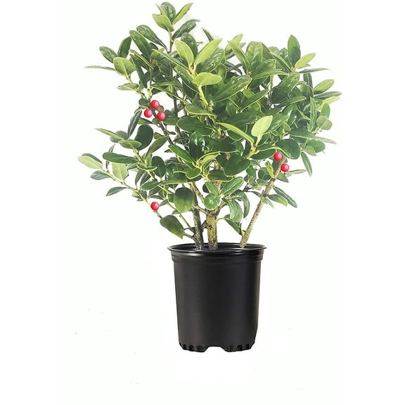 Dwarf Burford Holly  1 Live Quart Size Plant  Ilex Burfordi Evergreen Hedge Red Berries Shrub Tree